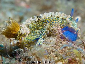 Nudi Beauty ! by Beate Seiler 